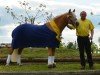 dressage horse Bonifatius SCH (2,93% ox) (Edelbluthaflinger, 2011, from Barolo)