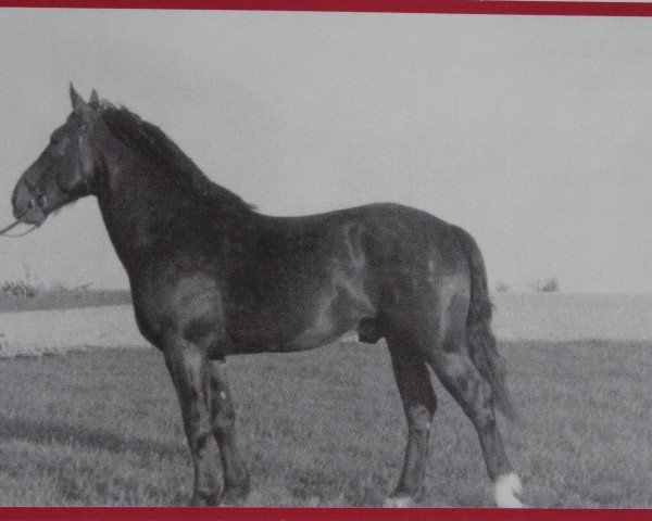 Deckhengst Glanzstück Mo 986 (Schweres Warmblut, 1949, von Glanz SN 730)