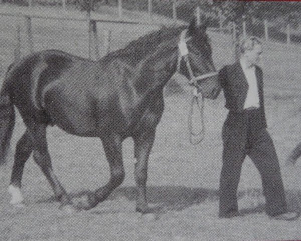 stallion Lordwald (Heavy Warmblood, 1947, from Lord I Mo 189 (OF 1678))