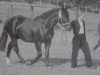 stallion Lordwald (Heavy Warmblood, 1947, from Lord I Mo 189 (OF 1678))