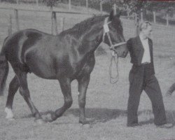 stallion Lordwald Mo 430 (Heavy Warmblood, 1947, from Lord I Mo 189 (OF 1678))