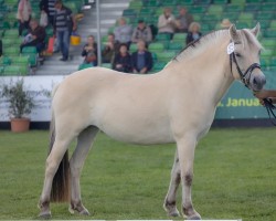 Zuchtstute Merida (Fjordpferd, 2020, von Solfin Skovå)