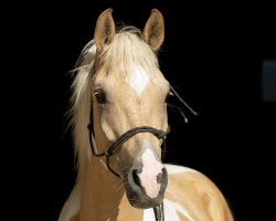 stallion Golden Shaban (Anglo-Arabs, 2020, from Klepholms Ikarios)