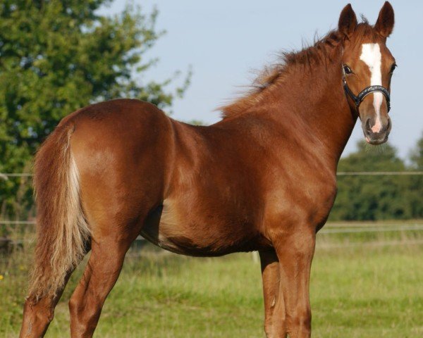 foal by Dating Ruby Rose (German Riding Pony, 2024, from Dating's Smiley A)