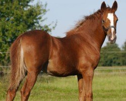 Fohlen von Dating Ruby Rose (Deutsches Reitpony, 2024, von Dating's Smiley A)