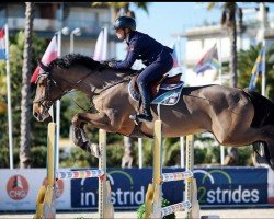 Springpferd Hh Leandro (KWPN (Niederländisches Warmblut), 2016, von Glenfiddich VDL)