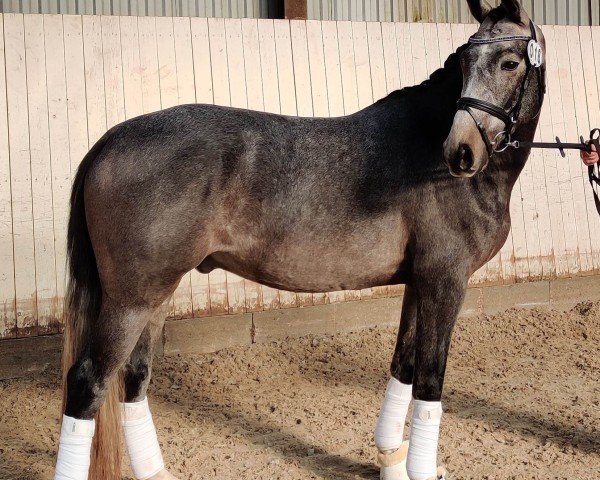 stallion Lunds Dorian Gray (Danish Reitpony, 2019, from Dressman II)