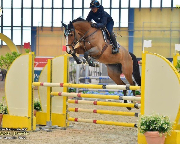 jumper Cabachine (Oldenburg show jumper, 2015, from Cabachon)