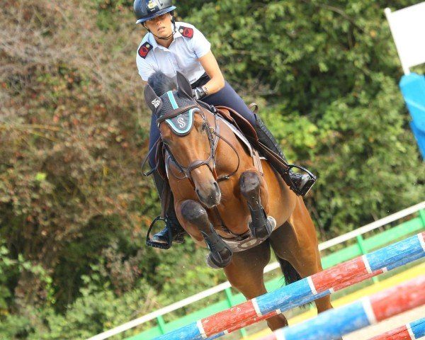 jumper Cocette du Plevau Z (Zangersheide riding horse, 2016, from Coeur de Cachas)