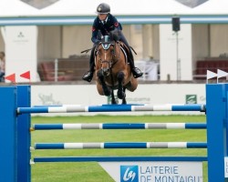 jumper Tage Bh (KWPN (Royal Dutch Sporthorse), 2014, from Denzel Vt Meulenhof)