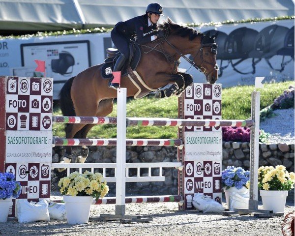 jumper Hornesch (KWPN (Royal Dutch Sporthorse), 2012, from Inshallah de Muze)