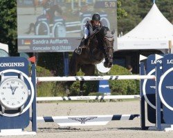 jumper Comcador OLD (Oldenburg show jumper, 2015, from Comme il Faut)