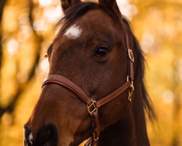 Pferd Leuchtfeuer NL (Holsteiner, 2013, von Larius W)