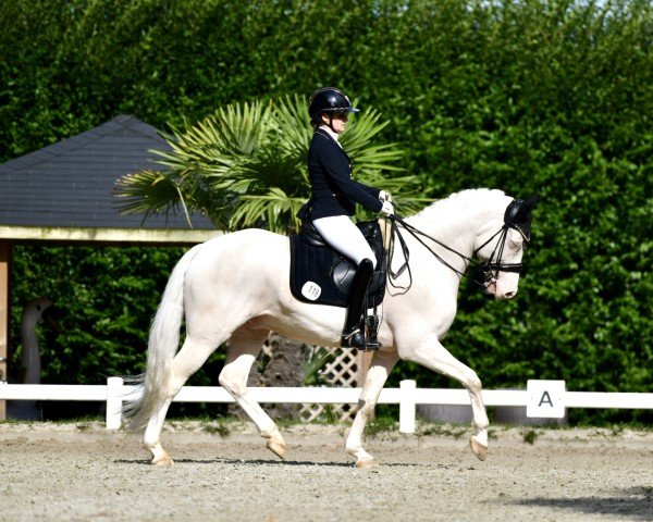 Dressurpferd Hövel's Gerry Glitter (Deutsches Reitpony, 2017, von Golden West NRW)