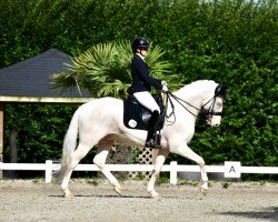 dressage horse Hövel's Gerry Glitter (German Riding Pony, 2017, from Golden West NRW)