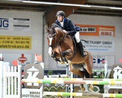 jumper Conesse H (German Sport Horse, 2010, from Colestus)