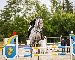 Springpferd Stakkotino (Deutsches Sportpferd, 2013, von Stakkato Pan)