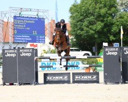 broodmare Fortaleza 9 (Oldenburg show jumper, 2012, from For Pleasure)