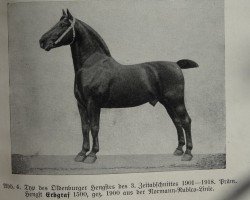 stallion Erbgraf 1500 (Oldenburg, 1900, from Ehrenberg 1383)