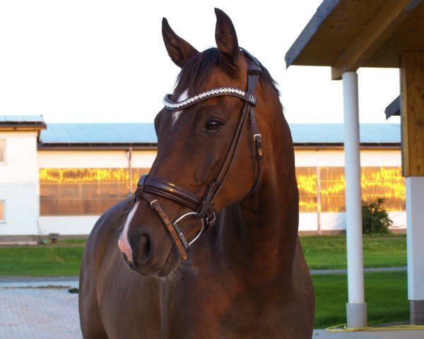 jumper Starboy Interlude (Hanoverian, 2015, from Hunters Scendro)