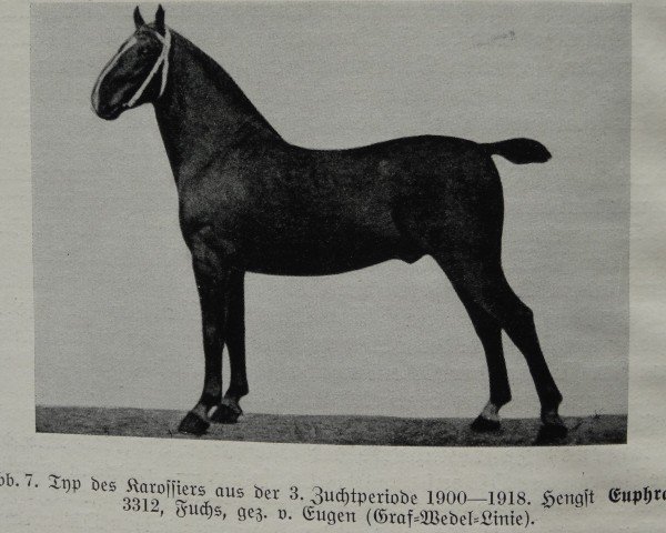 stallion Euphrat 3312 (Oldenburg, 1911, from Eugen 1551)