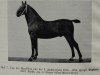 stallion Euphrat 3312 (Oldenburg, 1911, from Eugen 1551)