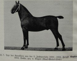 stallion Euphrat 3312 (Oldenburg, 1911, from Eugen 1551)