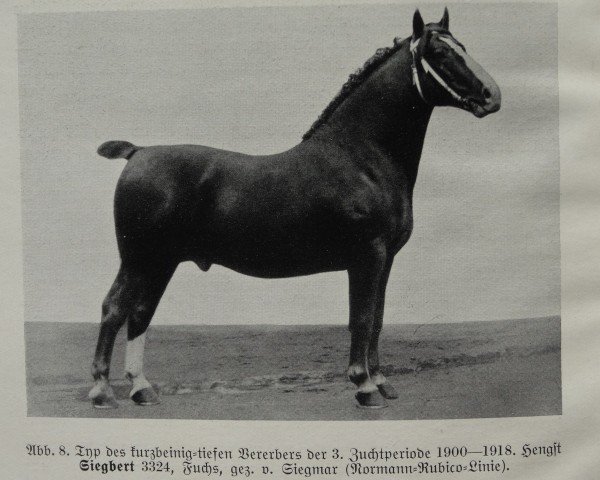 Deckhengst Siegbert 3324 (Oldenburger, 1918, von Siegmar 3314)