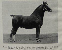 stallion Siegbert 3324 (Oldenburg, 1918, from Siegmar 3314)