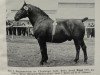 stallion Dingo 3491 (Oldenburg, 1930, from Dieter 3429)