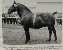 stallion Dingo 3491 (Oldenburg, 1930, from Dieter 3429)