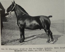 stallion Rembrant 3533 (Oldenburg, 1933, from Reginus 3476)