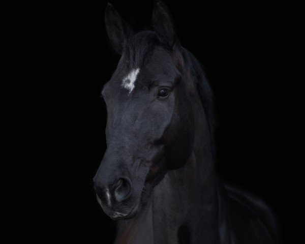 jumper Bl Guerrero (German Sport Horse, 2015, from Genesis)