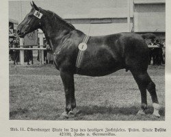 broodmare Desita 42139 (Oldenburg,  , from Germanikus 3331)