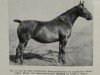 broodmare Grittena III 4886 (Oldenburg, 1935, from Baldur 3510)