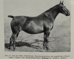 broodmare Grittena III 4886 (Oldenburg, 1935, from Baldur 3510)