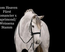 dressage horse From Heaven (Oldenburg, 2011, from Fürst Romancier)