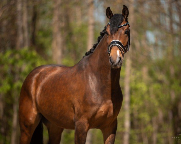 dressage horse FridolinXOXO (Hanoverian, 2020)