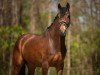 dressage horse FridolinXOXO (Hanoverian, 2020)