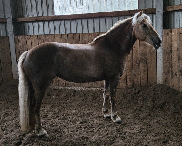 Pferd Hubertine (Haflinger, 2005, von Weltwind)