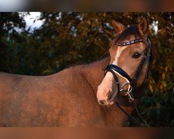 dressage horse Beautiful Hope MW (German Riding Pony, 2021, from Double Cream)