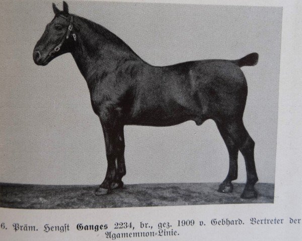 stallion Ganges 2234 (Oldenburg, 1909, from Gebhard 1520)