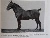 stallion Ganges 2234 (Oldenburg, 1909, from Gebhard 1520)