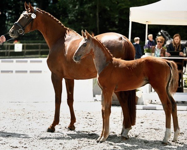 Fohlen von Zagento (Oldenburger Springpferd, 2024, von Ziroccocorte OLD)