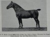 stallion Euto 3310 (Oldenburg, 1909, from Eugen 1551)