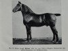 stallion Elimar 1541 (Oldenburg, 1902, from Elegant 1387)