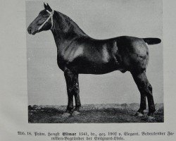 stallion Elimar 1541 (Oldenburg, 1902, from Elegant 1387)