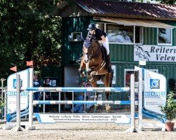 jumper Get Smart 17 (Oldenburg show jumper, 2018, from Glasgow van het Merelsnest)