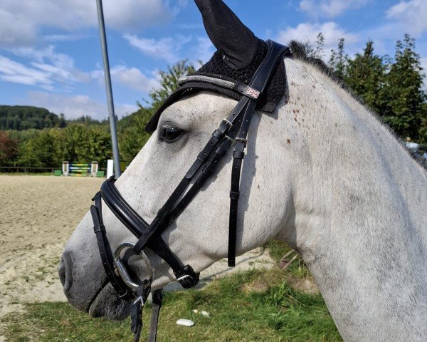 jumper Calida SW (German Sport Horse, 2018, from Cartusch 21)