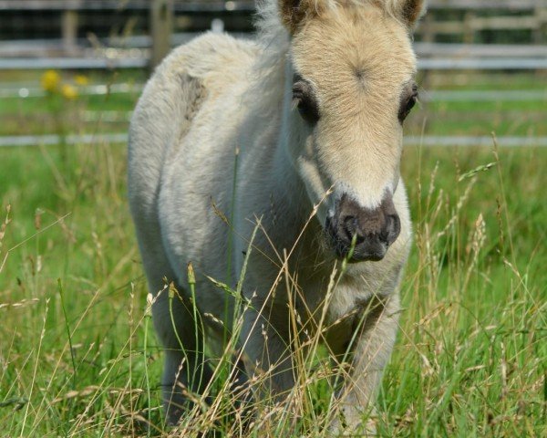 Fohlen von Giulietta vom Heumoor (Dt.Part-bred Shetland Pony, 2024, von Patch vom Herrenhof)